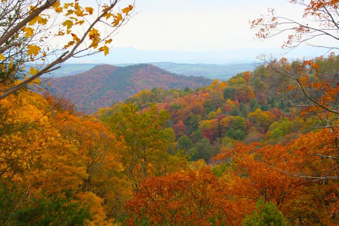 Moving to VA? Fall in Love with Virginia's Foliage